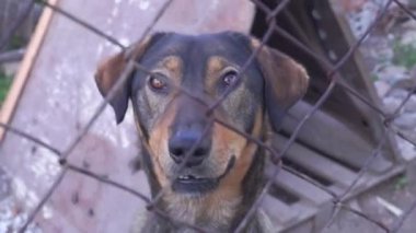 Hayvan barınağındaki kafesinde evlat edinilmeyi bekleyen üzgün köpek.