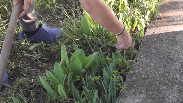 Voorjaarswerk Tuin Close Jonge Vrouwen Harken Vorig Jaar Droog Gras — Stockvideo