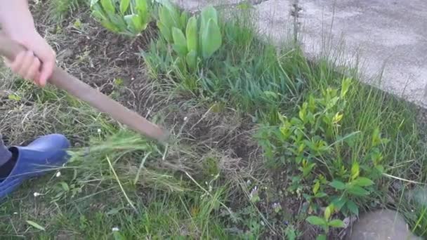 Bahçede Bahar Işi Son Yıllarda Çiçek Tarlasında Çim Toplayan Genç — Stok video
