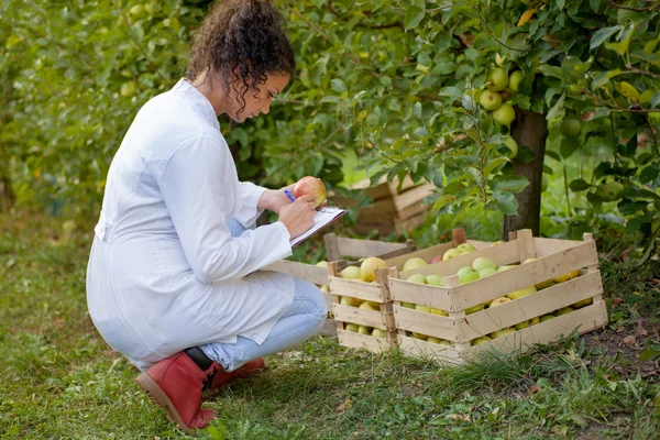 Agrónomo sonriente con cuaderno de pie en huerto de manzanas —  Fotos de Stock