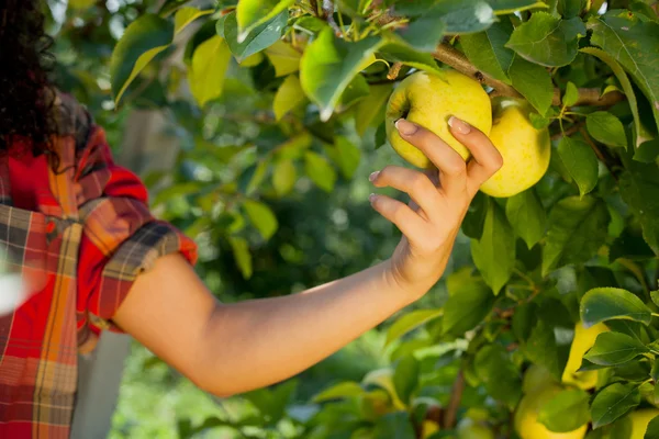 Mujer recogiendo manzanas verdes en un huerto . —  Fotos de Stock