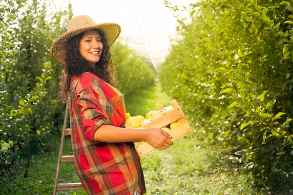 Piękna młoda kobieta zbierając dojrzałe jabłka ekologiczne — Zdjęcie stockowe
