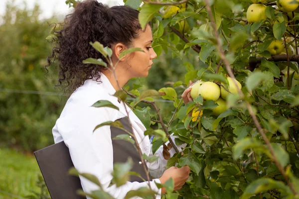 Agrónomo sonriente con cuaderno de pie en huerto de manzanas —  Fotos de Stock