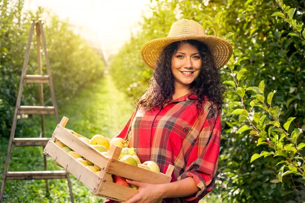 Hermosa joven recogiendo manzanas orgánicas maduras —  Fotos de Stock
