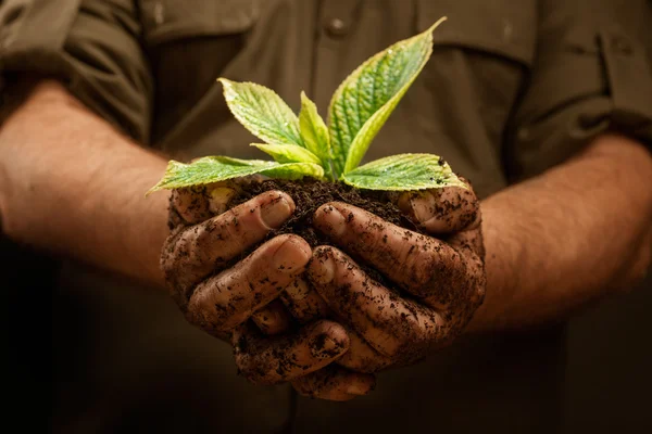 Mãos de trabalhadores agricultor que detém plantas jovens frescas — Fotografia de Stock