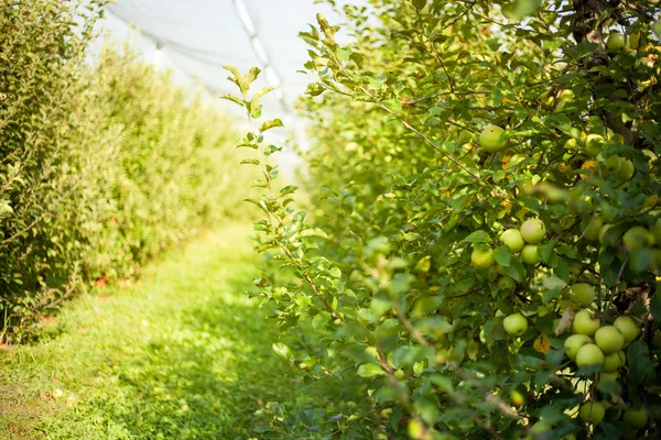 De appelboomgaard Rechtenvrije Stockafbeeldingen