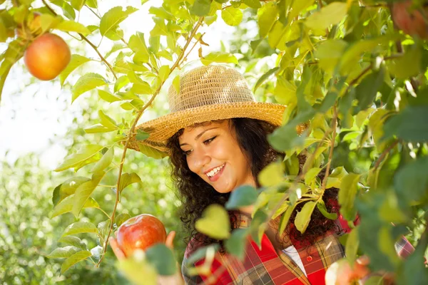 Młoda kobieta, zbierając czerwone jabłka w sadzie. — Zdjęcie stockowe