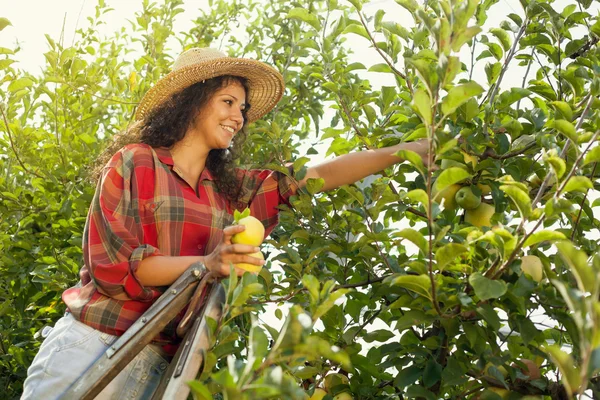 Mujer joven manzanas amarillas en un huerto —  Fotos de Stock