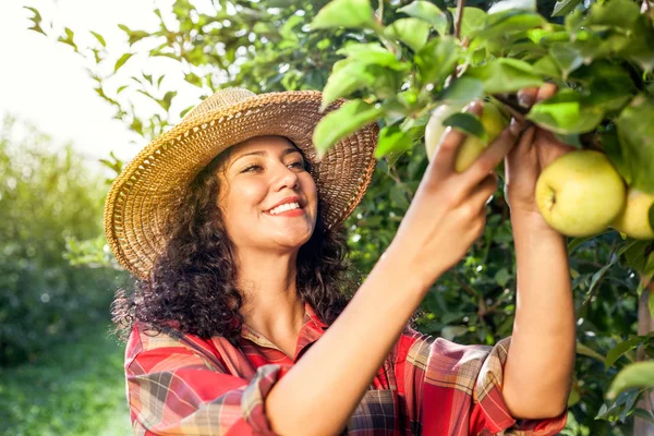 Hermosa joven recogiendo manzanas orgánicas maduras —  Fotos de Stock