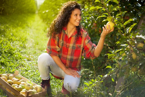 Beautiful young woman picking ripe organic apples — Stock Photo, Image