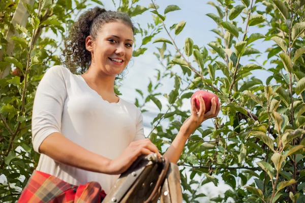 Mujer joven recogiendo manzanas rojas en un huerto . —  Fotos de Stock
