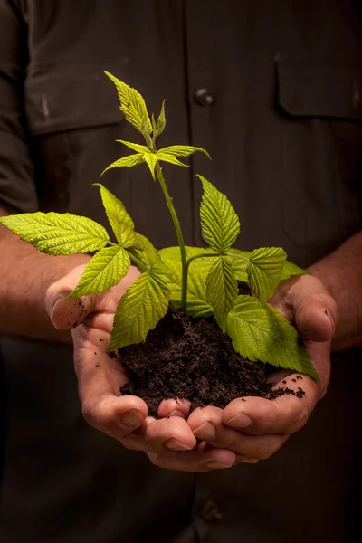 Hands of workers farmer that holds fresh young plant — Stock Photo, Image