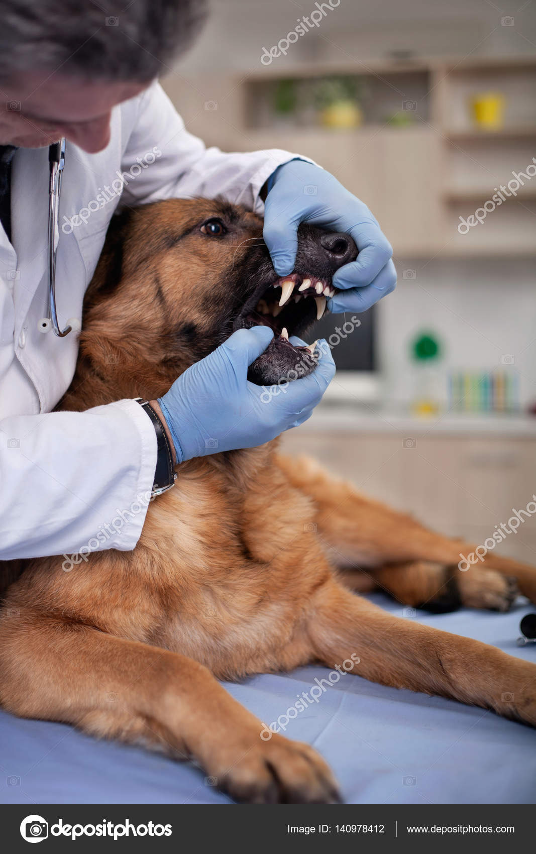 Köpeklerde Diş Sağlığı ve Bakımı Köpeklerde Diş Sağlığı ve Bakımı