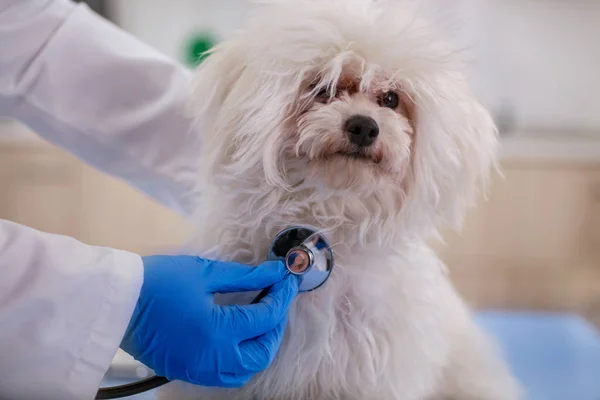 Vétérinaire examiner petit chien en clinique pour animaux de compagnie, détection précoce et — Photo