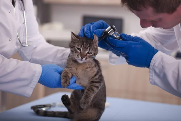 Dierenarts onderzoekt kat oren in gezelschapsdieren kliniek, vroegtijdige opsporing en — Stockfoto