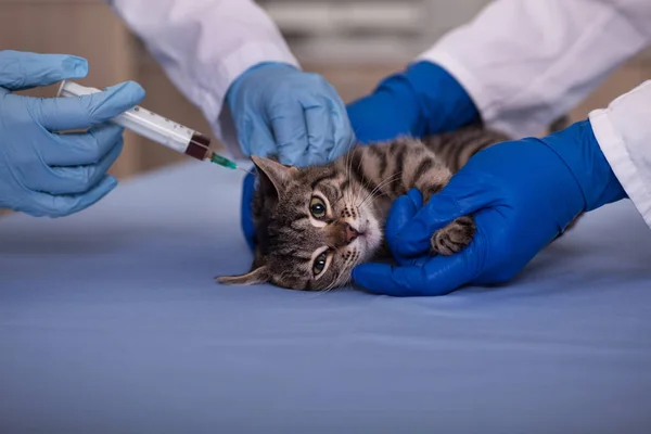 Cat vaccin för förebyggande skydd mot sjukdomar — Stockfoto