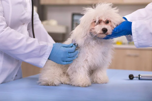 Veterinario examinar perro pequeño en clínica de mascotas, detección temprana y —  Fotos de Stock