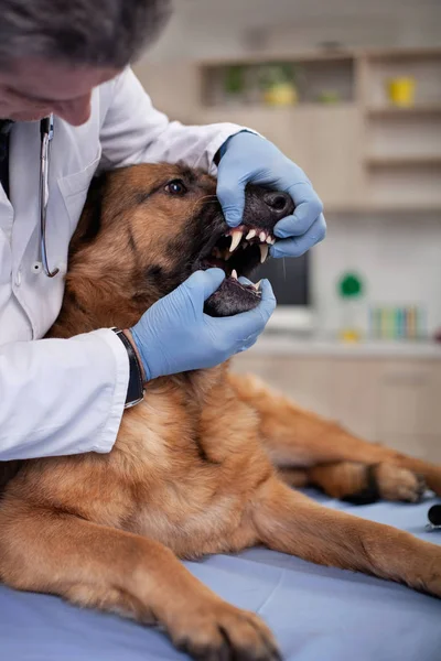 Veterinario examinar los dientes de perro en la clínica de mascotas, detección temprana y —  Fotos de Stock