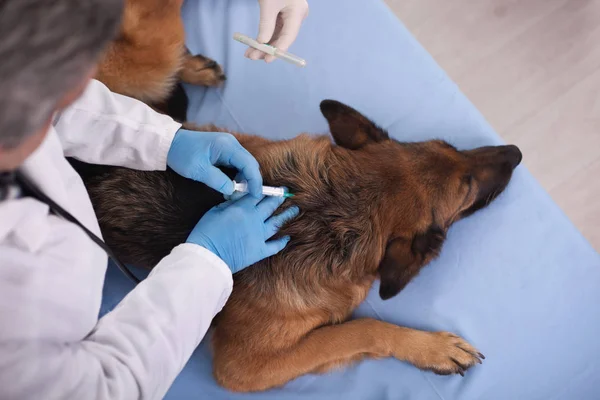 Vacina canina para protecção preventiva contra doenças — Fotografia de Stock