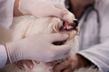Veteriner incelemek köpek diş evde beslenen hayvan kliniği, erken teşhis ve