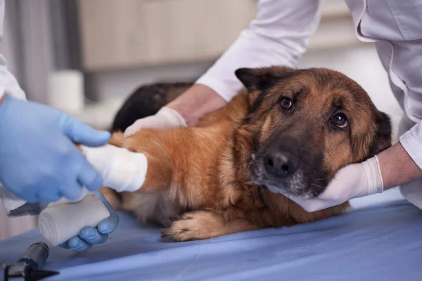 Médecin vétérinaire traitant chien en chirurgie, soins de santé — Photo