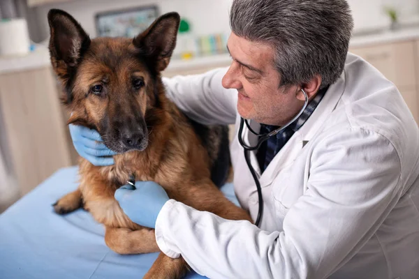 Dierenarts onderzoekt hond tanden in gezelschapsdieren kliniek, vroegtijdige opsporing en — Stockfoto