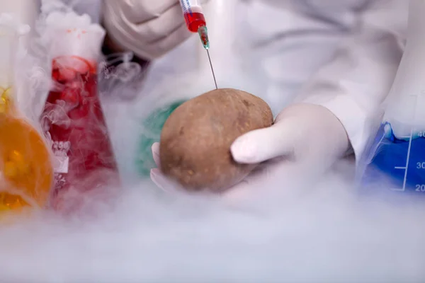 감자에 액체를 주입 하는 Gmo 실험 과학자 — 스톡 사진