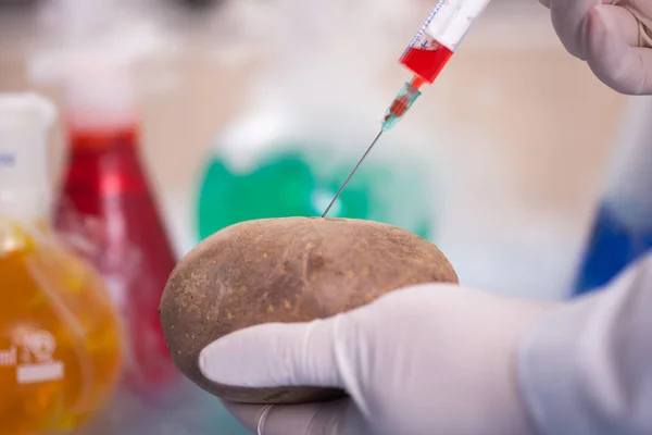 Вчений експерименту GMO вводить рідину в картоплю в сільському господарстві — стокове фото
