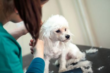 Bichon makasla damat kızartması