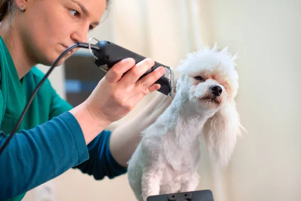 Branco bichon frise cão sendo preparado por um profissional groomer — Fotografia de Stock