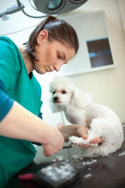 Bichon makasla damat kızartması