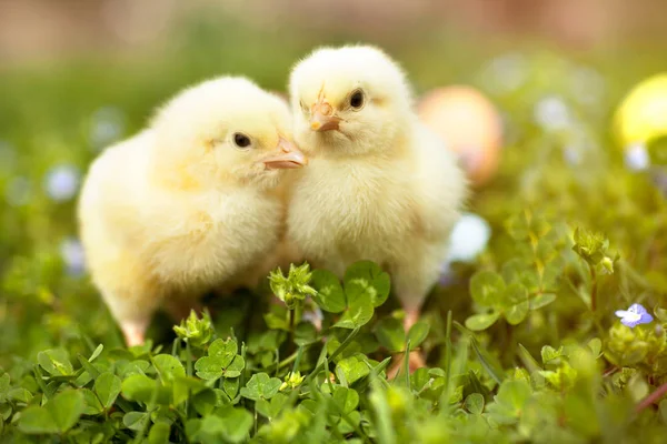 Paaseieren en kippen op groen gras — Stockfoto