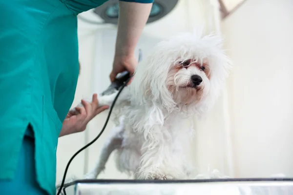 Taglio di capelli bianco Bichon nel servizio capelli — Foto Stock