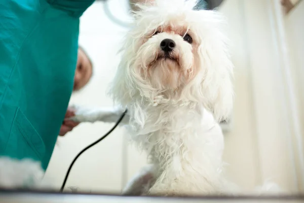 Corte de cabelo branco Bichon no serviço de cabelo — Fotografia de Stock