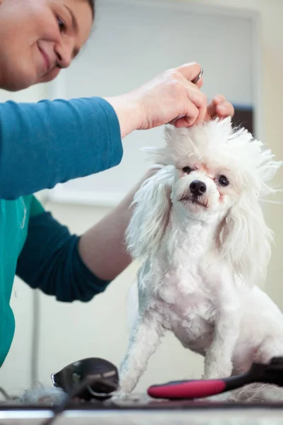 Taglio di capelli cane bianco nel servizio di capelli — Foto Stock