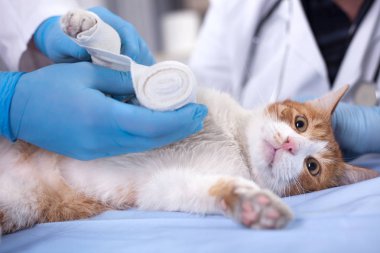 Veteriner kliniğine bacağında yaralanma sonra Başlarken bandaj kedi