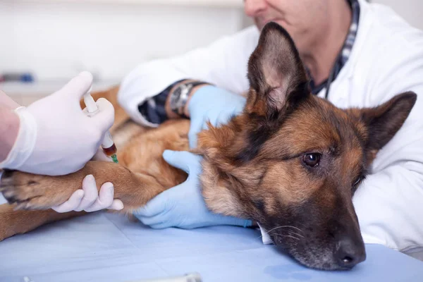 Vacuna para perros para la protección preventiva de enfermedades — Foto de Stock