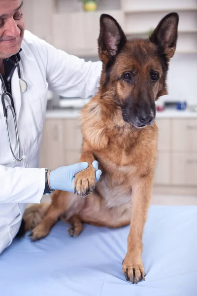 Veterinário examinar cão na clínica pet, detecção precoce e tratar — Fotografia de Stock