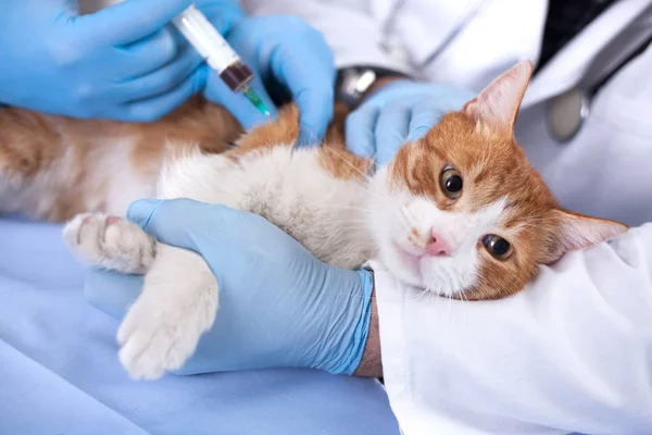 Vacuna para gatos para la protección preventiva de enfermedades — Foto de Stock