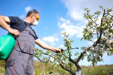  bir böcek ilacı, onun meyve birimi için gübre uygulama bahçıvan