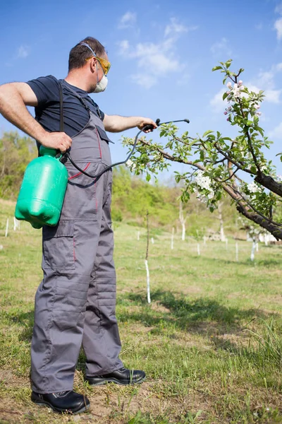 Gärtner wendet Insektizid und Dünger auf sein Obst an — Stockfoto
