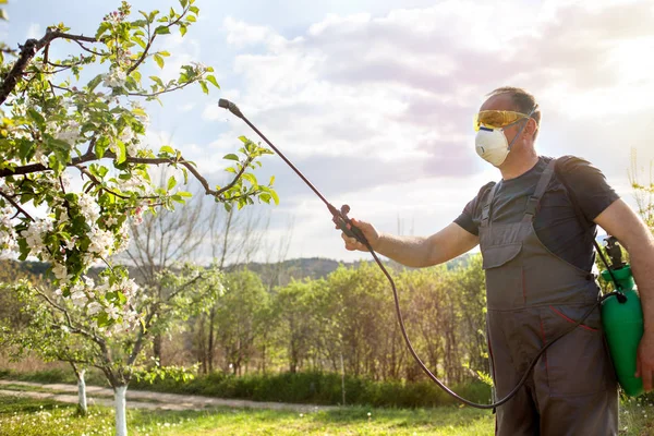 Gärtner wendet Insektizid und Dünger auf sein Obst an — Stockfoto