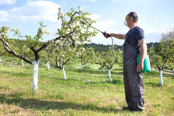 Zahradník, použití insekticidy, hnojiva s jeho ovoce pomo — Stock fotografie