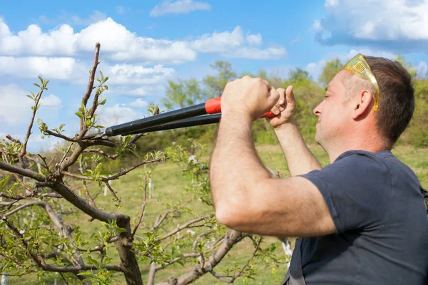 Mann schneidet Obstbaum im Frühling mit Astschere — Stockfoto