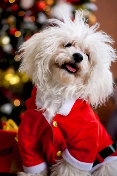 Bonito cão Curly Bison posando perto de uma árvore de Natal — Fotografia de Stock