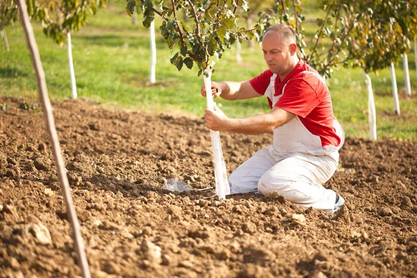 Thema industrielle Landwirtschaft: Landwirt schützt Bäume mit Strickwaren — Stockfoto