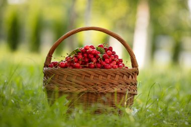 Sepette taze kirazlar