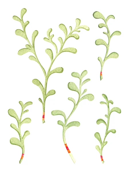 Conjunto de ramas de acuarela verde. Elemento de diseño pintado a mano popular — Foto de Stock