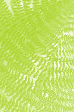 Güzel eğrelti otu yapraklarını kapatın. Doğal yeşil yapraklar. Işık