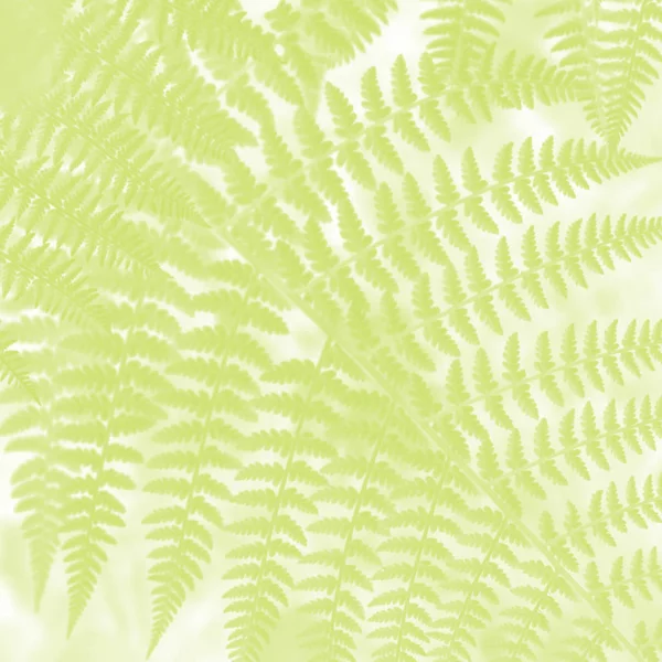 Close up de belas folhas de samambaias. Folhagem verde natural. Luz — Fotografia de Stock